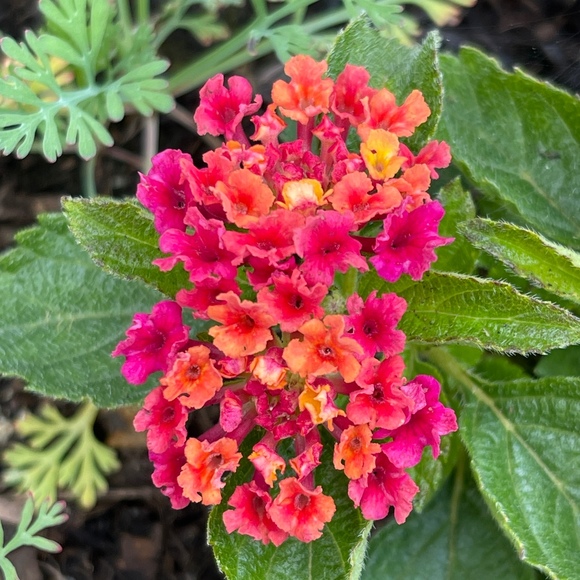 Meet your Posher, Heather - Picture 1 of 1